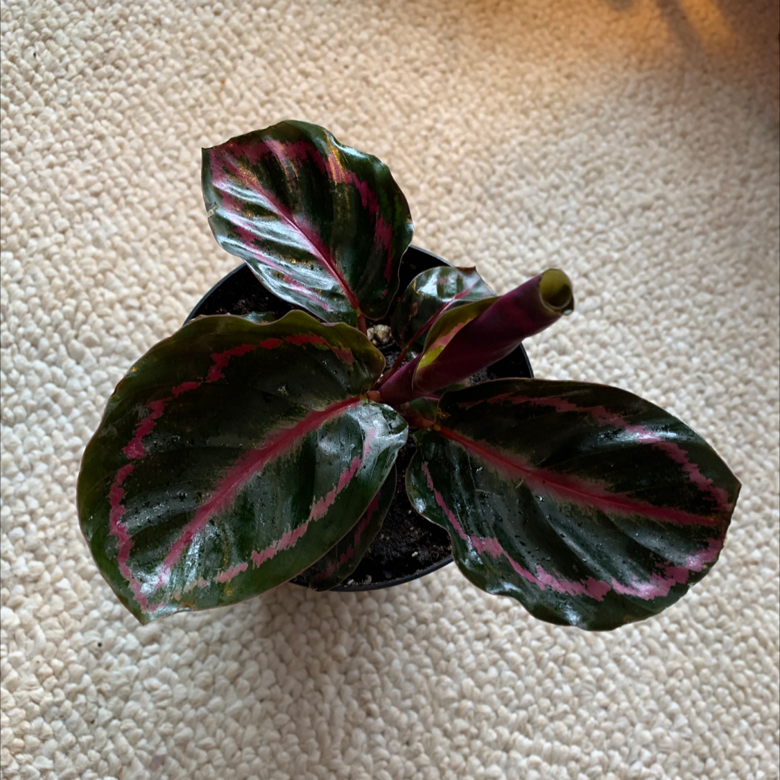 Prayer Plant Dottie with dark green leaves and pink veins, well-framed and in focus.