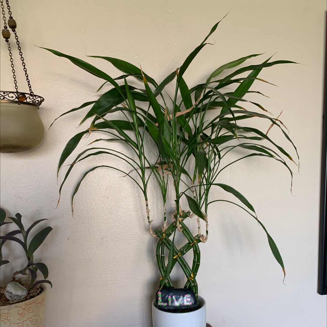 Bamboo Palm in a pot with some browning leaf tips, well-framed and centered.