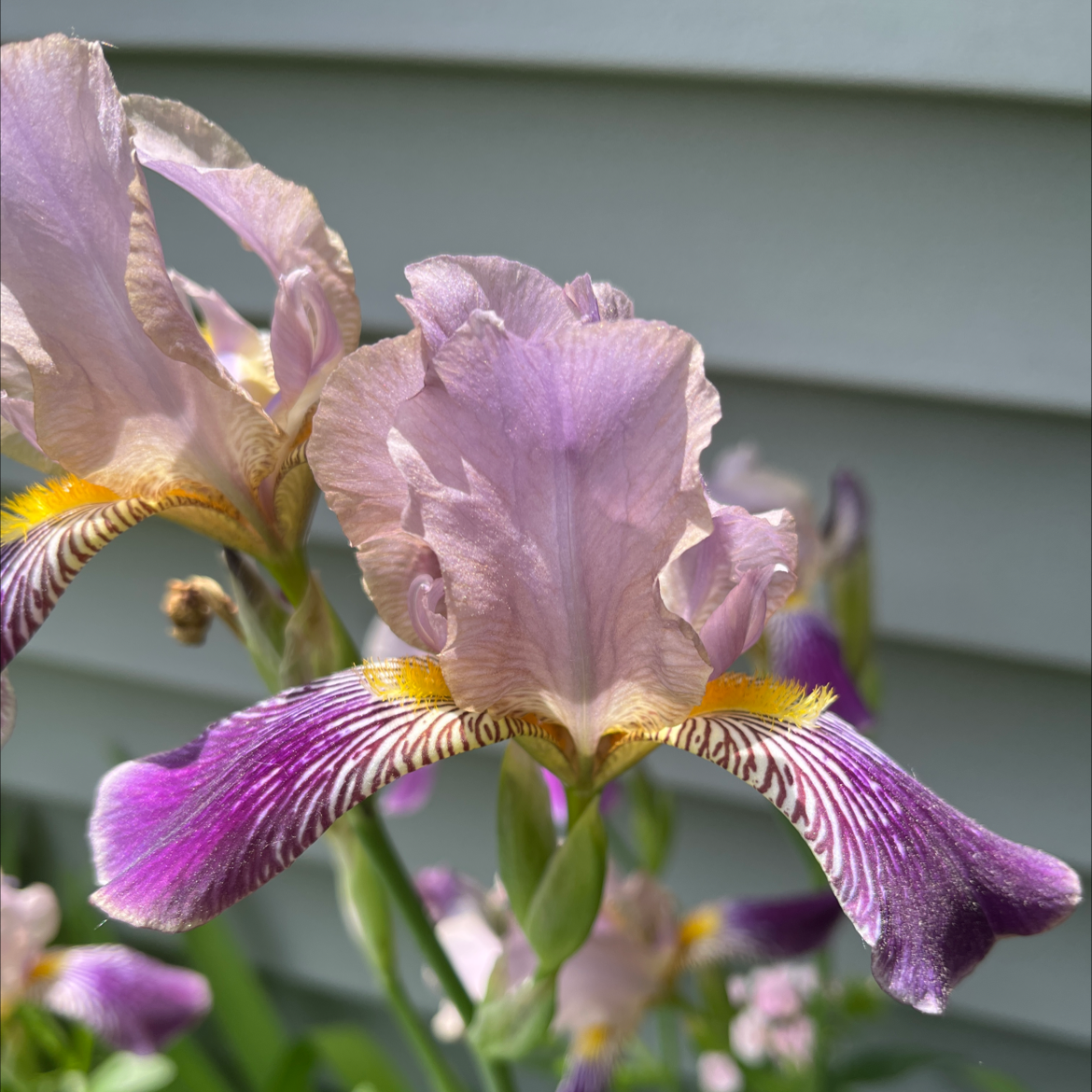 A well-focused and well-framed Crimean Iris with vibrant purple and yellow flowers.
