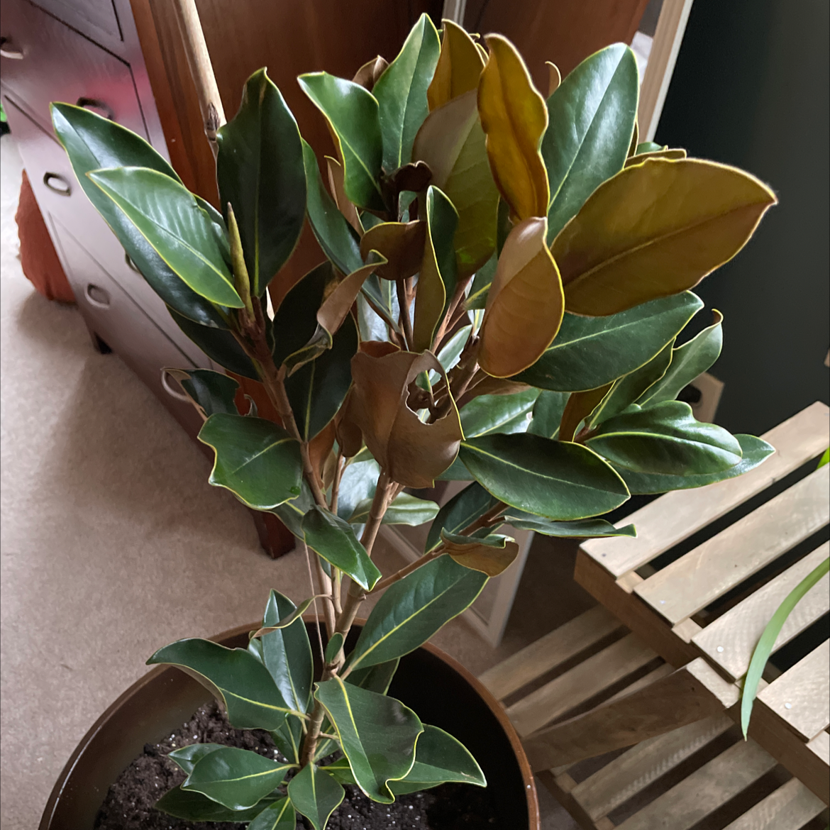 Why Are the Leaves on My Southern Magnolia Turning Yellow?