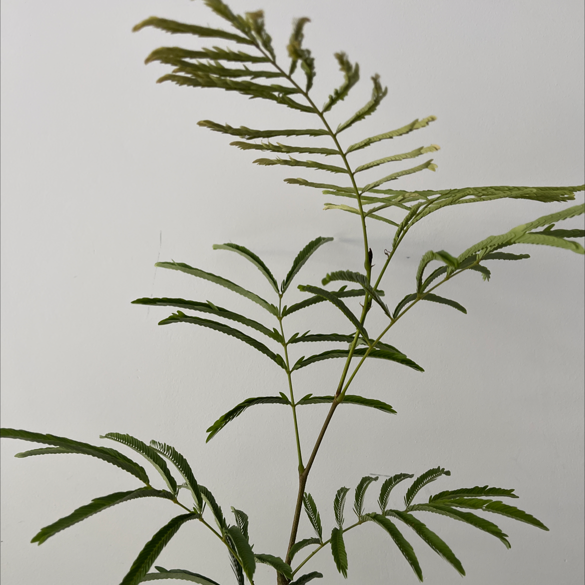 Everfresh Tree plant with feathery leaves, slight yellowing at tips, plain background.