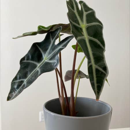 Photo of the plant species Alocasia Polly Plant by Zoe named FTE on Greg, the plant care app