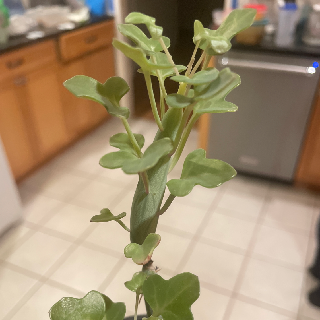 Candle Plant with healthy green leaves indoors in a kitchen setting.