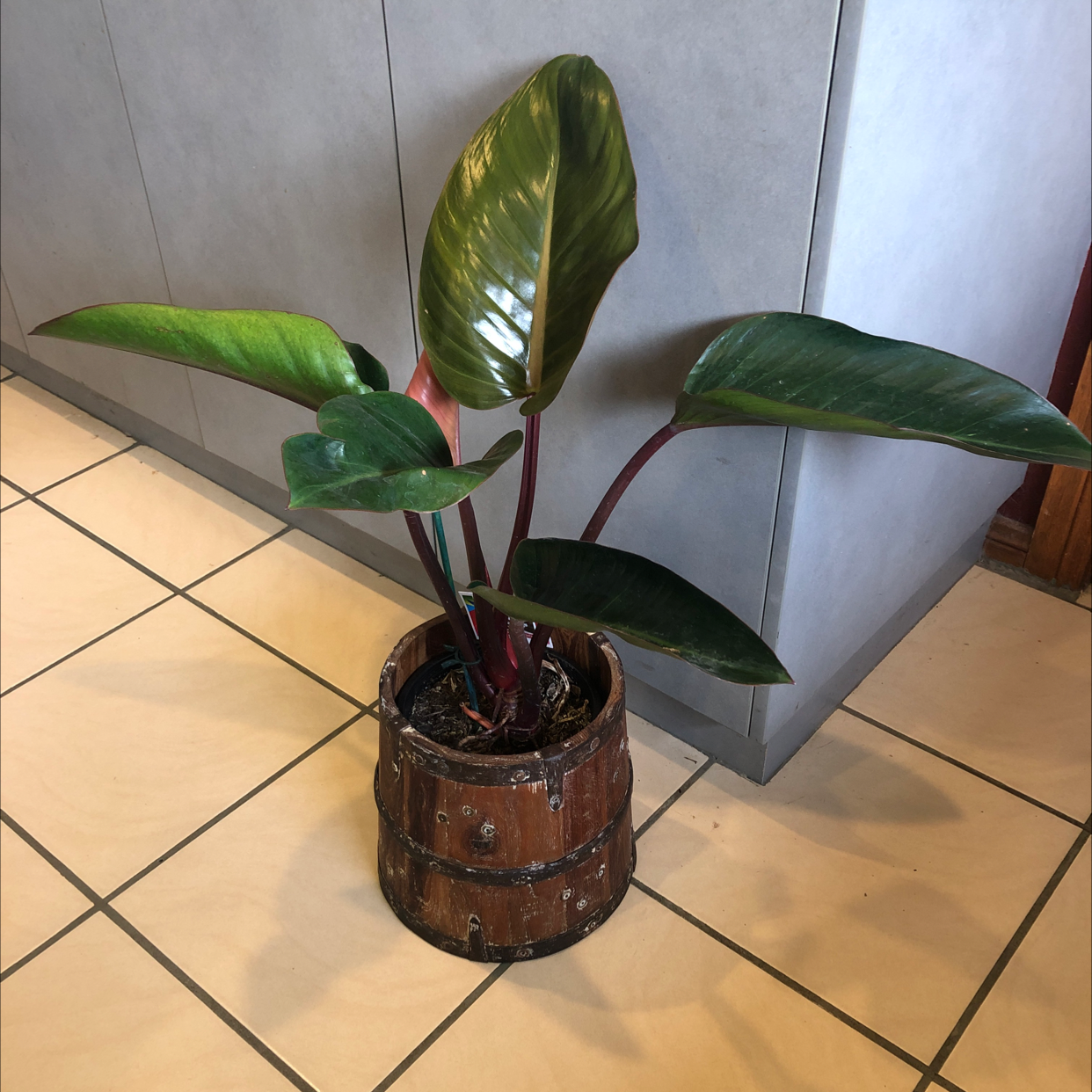 Philodendron 'Congo' plant in a wooden pot with healthy green leaves.