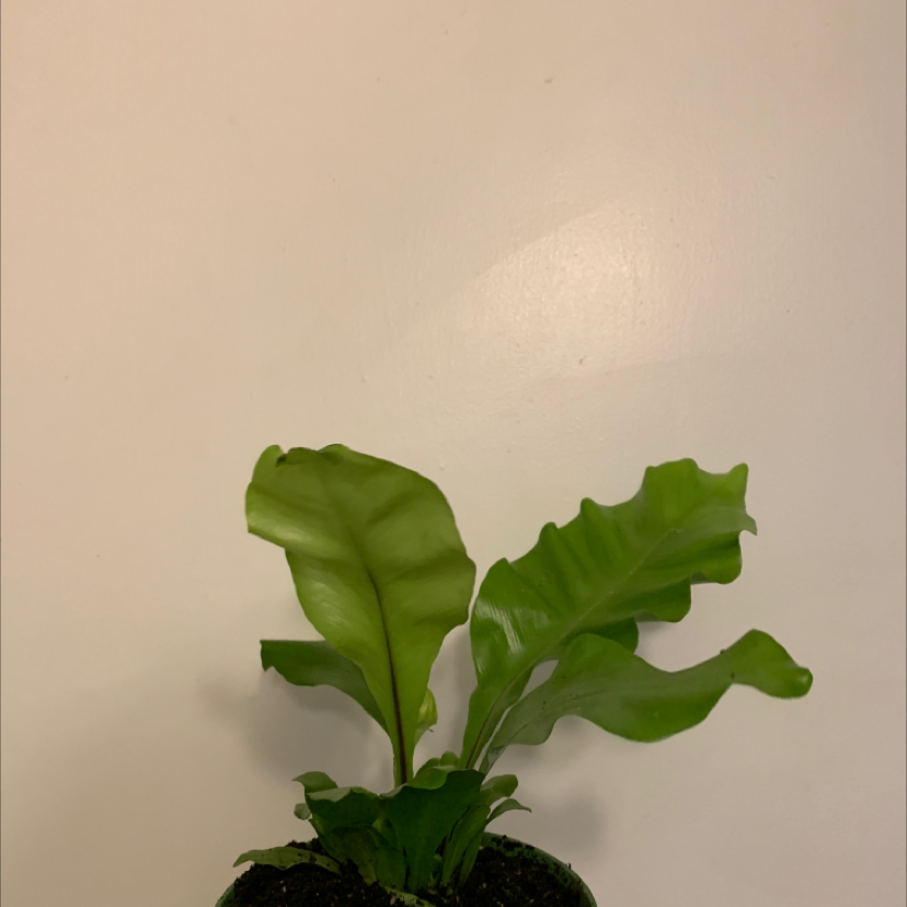 Photo of the plant species Bird's nest anthurium by @elizabeth1216 named Greg on Greg, the plant care app