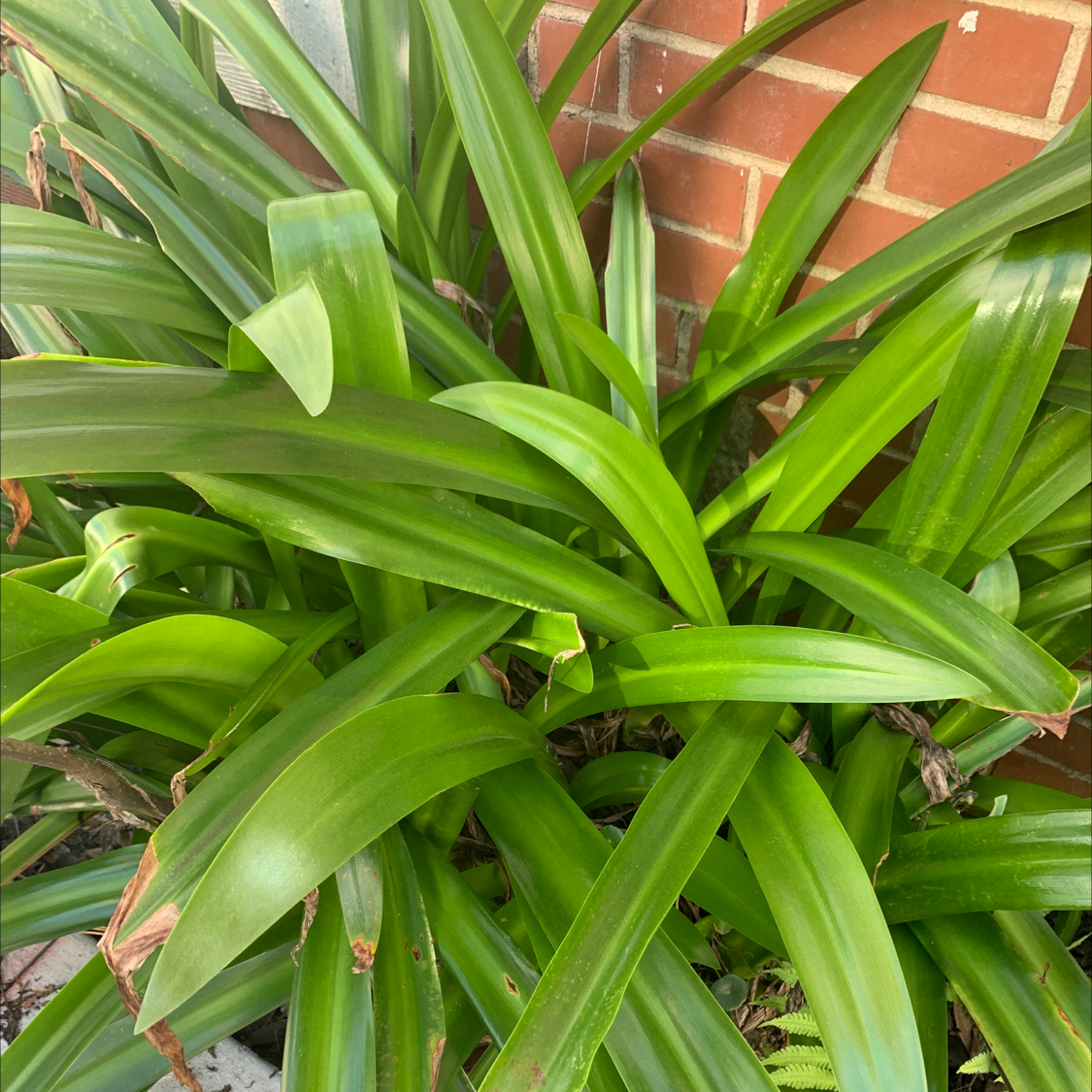 Beach Spiderlily plant with long green leaves and some browning tips against a brick wall.
