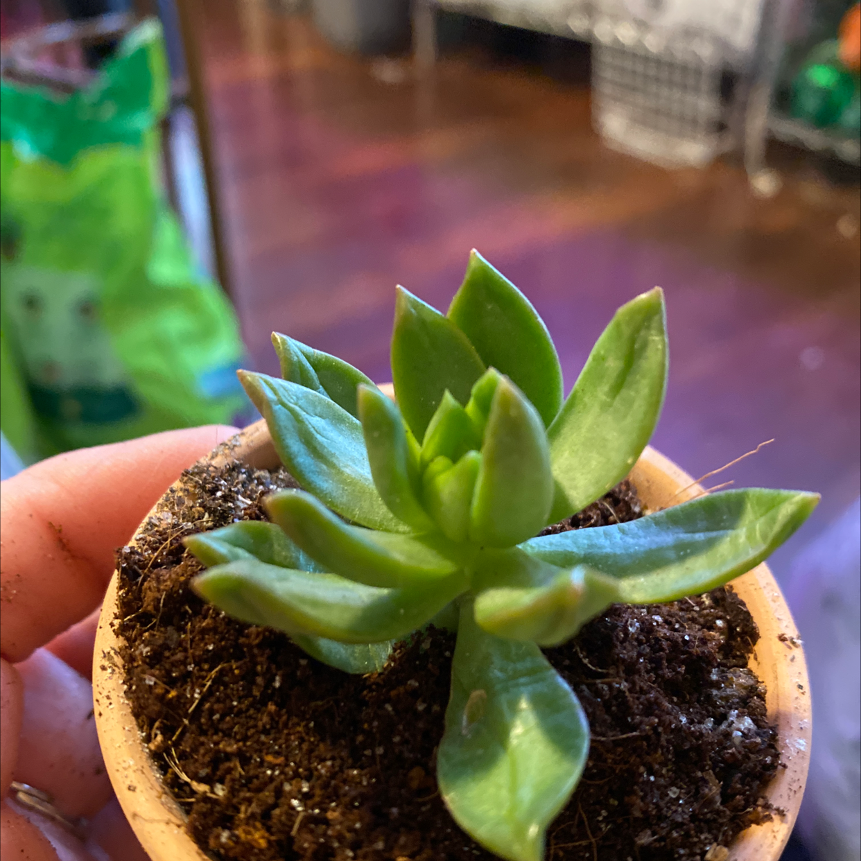 Photo of the plant species Spring Glow Graptosedum by @Yeeha234 named 010 Lacuina on Greg, the plant care app