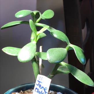 Jade plant in Kansas City, Kansas