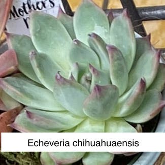 Echeveria chihuahuaensis plant in Kansas City, Kansas