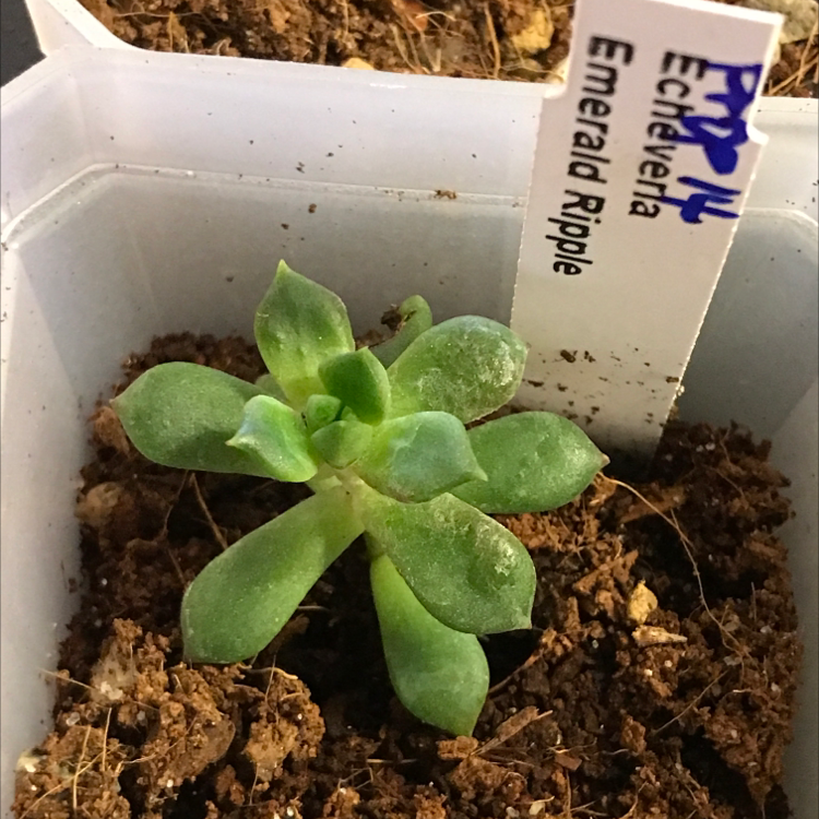 Photo of the plant species Echeveria 'Emerald Ripple' by @Yeeha234 named Pup prop 14 on Greg, the plant care app