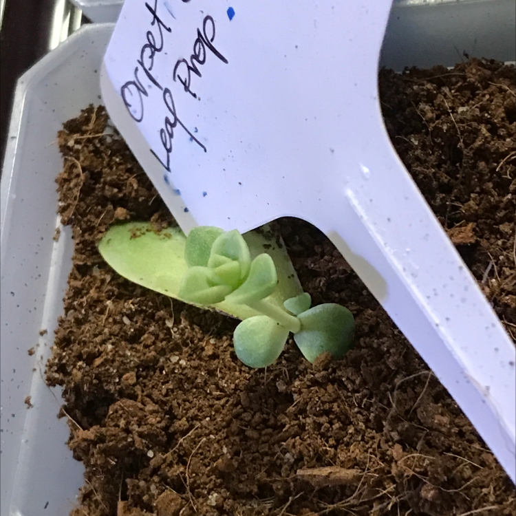 Photo of the plant species Pachyveria 'Orpet' by @Yeeha234 named Orpet Prop 5 on Greg, the plant care app