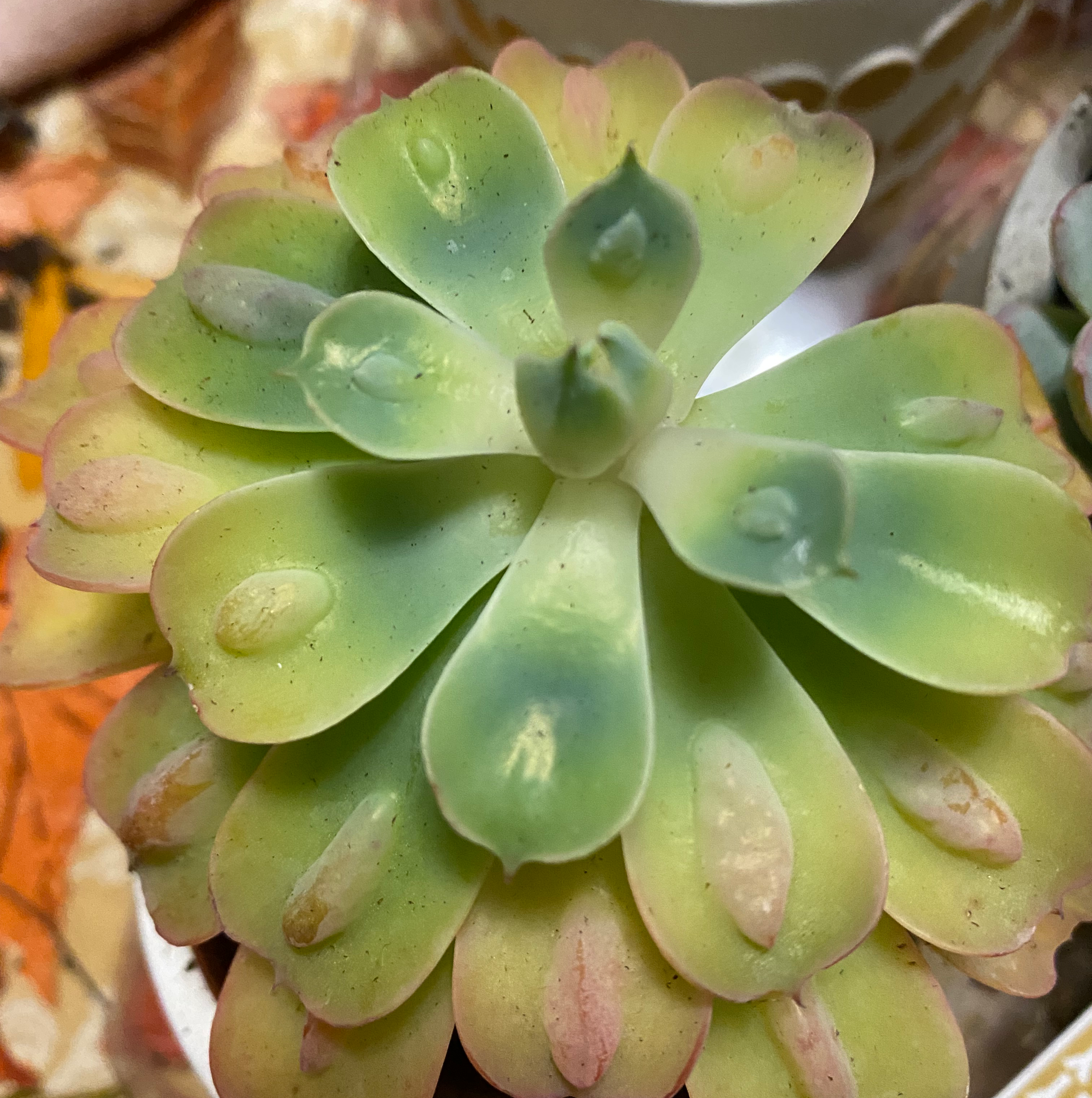 Raindrops Echeveria succulent with green leaves and pinkish tips in a rosette pattern.