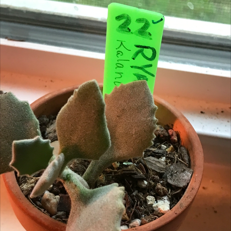 Potted Millot Kalanchoe plant with a green label, healthy leaves, and visible soil.