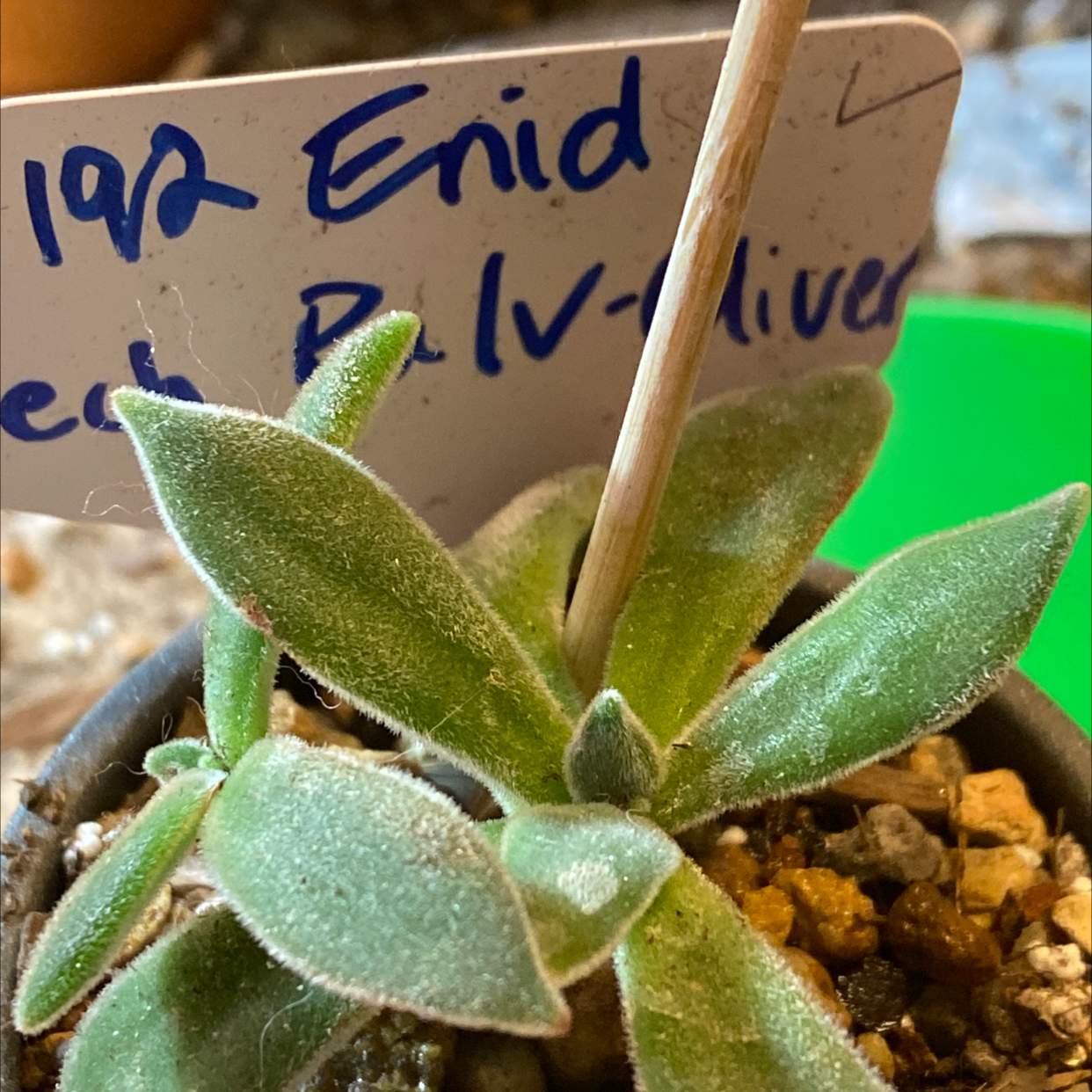 Photo of the plant species Red Echeveria by @Yeeha234 named 192 Enid on Greg, the plant care app