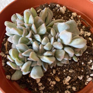 Crested Cubic Frost plant in Kansas City, Kansas