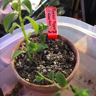 Pincushion Peperomia plant in Kansas City, Kansas