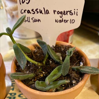 Crassula rogersii plant in Kansas City, Kansas