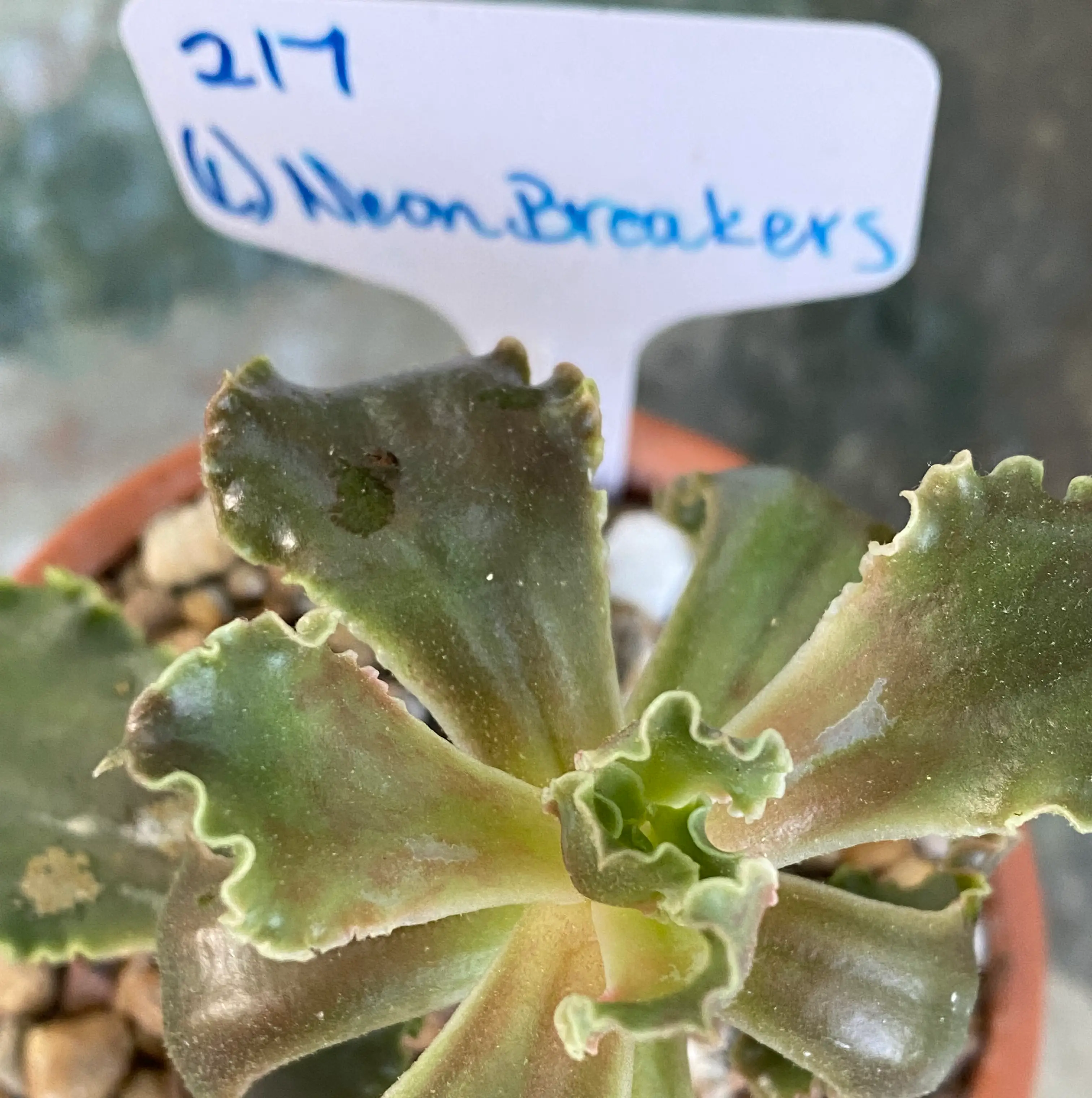 Echeveria 'Neon Breakers' plant in a pot with some browning and black spots on leaves.