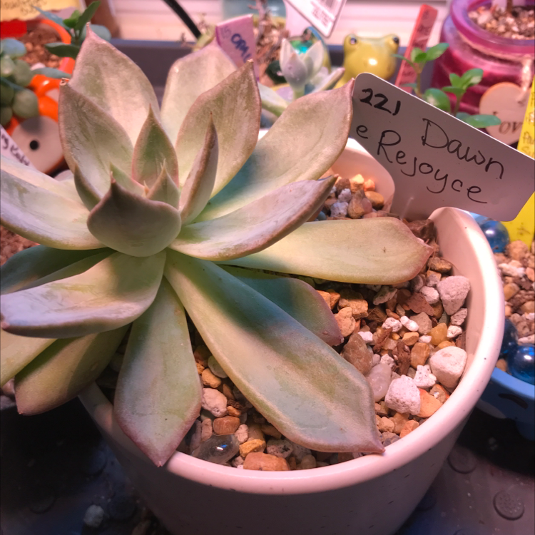 Photo of the plant species Rejoice Echeveria by @Yeeha234 named 221 Dawn on Greg, the plant care app