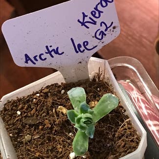 Echeveria 'Arctic Ice' plant in Kansas City, Kansas