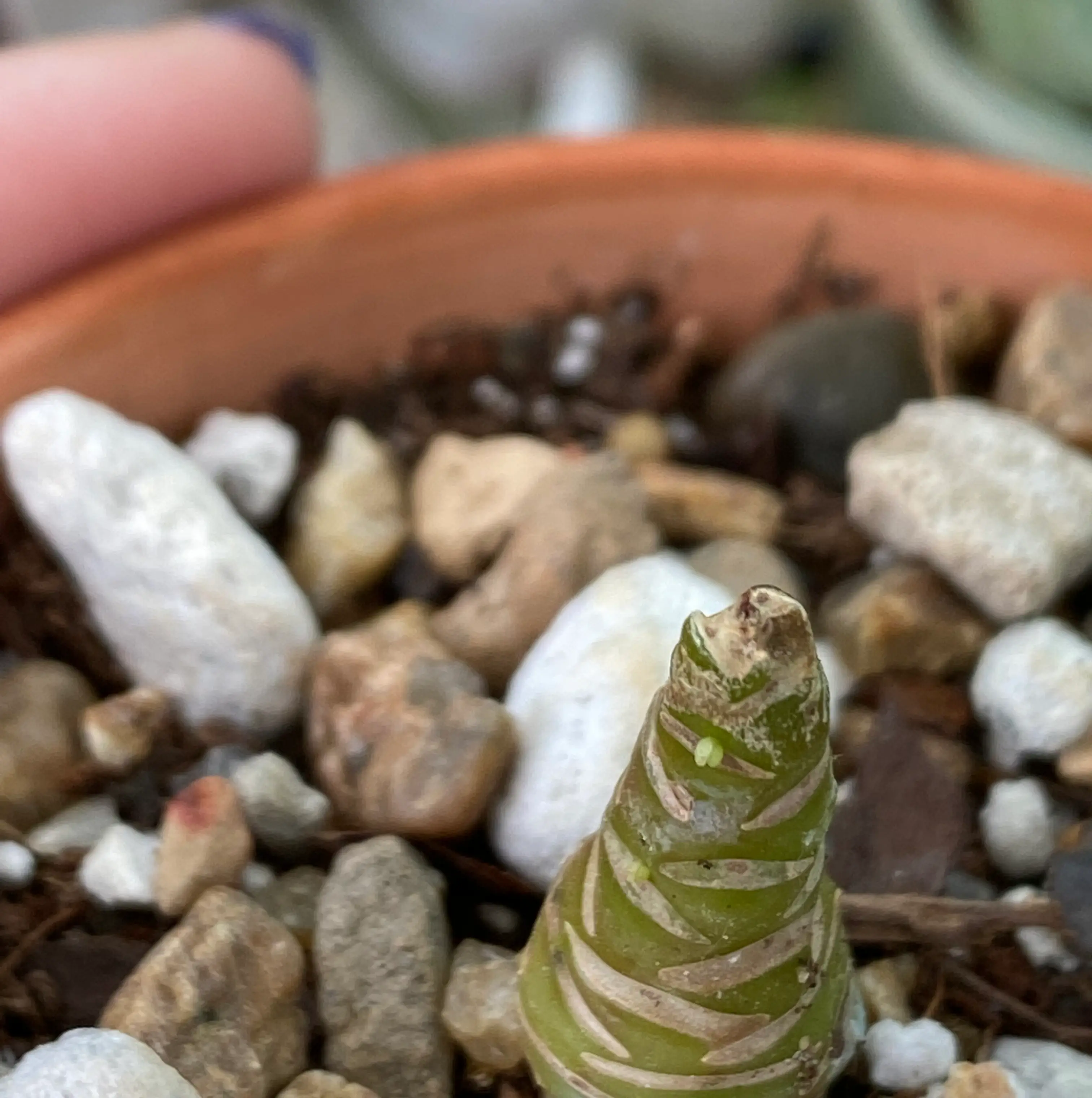 Young Echeveria 'Neon Breakers' plant in a pot with rocky soil.