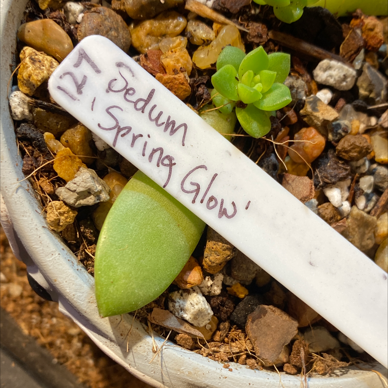 Photo of the plant species Spring Glow Graptosedum by @Yeeha234 named 127 Edna on Greg, the plant care app