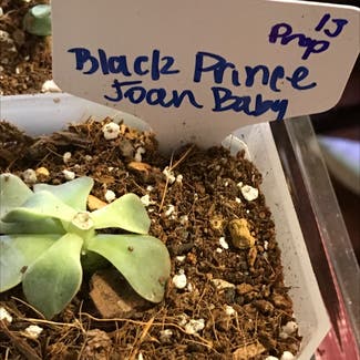 Black Prince plant in Kansas City, Kansas
