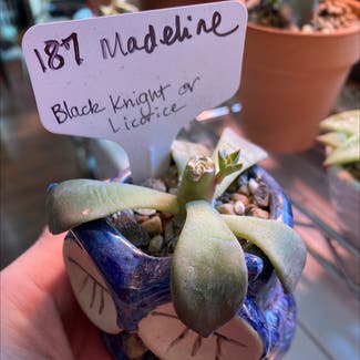 Echeveria 'Black Knight' plant in Kansas City, Kansas