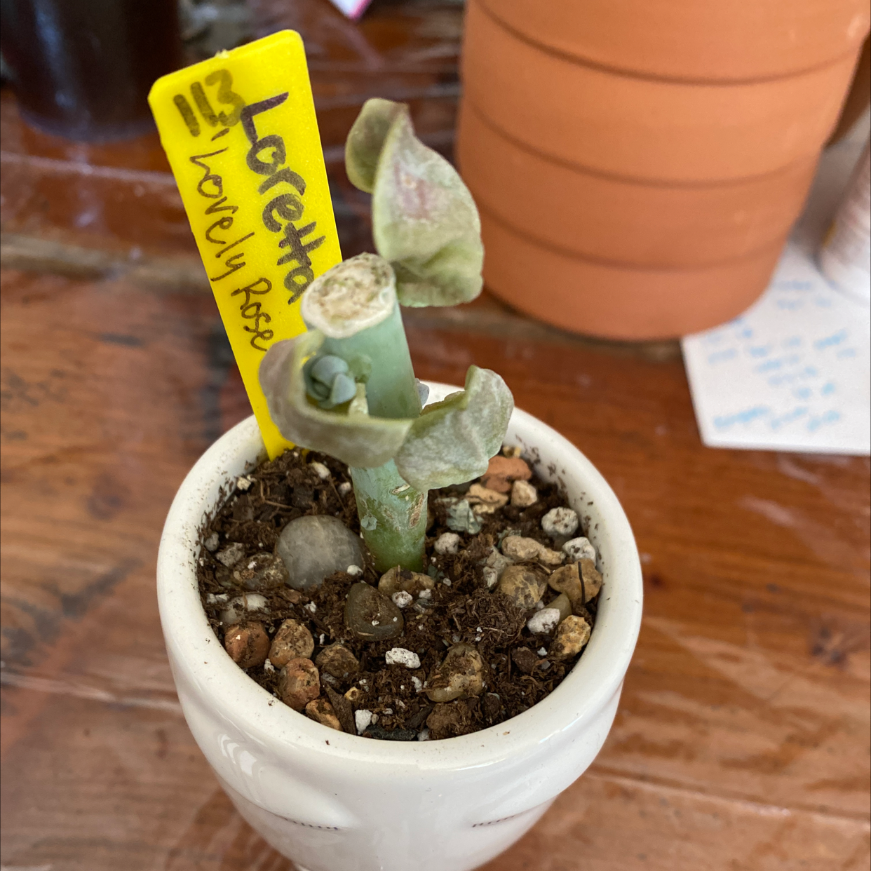 Graptoveria 'Lovely Rose' plant photo by @Yeeha234 named 113 Loretta on Greg, the plant care app.
