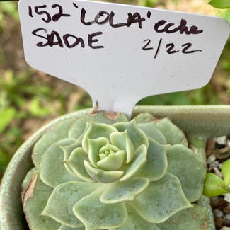 Echeveria Lola plant in Kansas City, Kansas