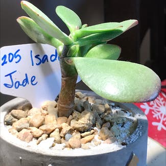 Jade plant in Kansas City, Kansas