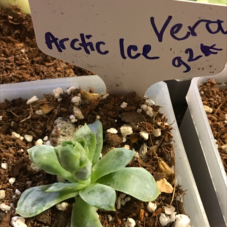 A small succulent plant labeled 'Arctic Ice Vera' in a pot with visible soil.