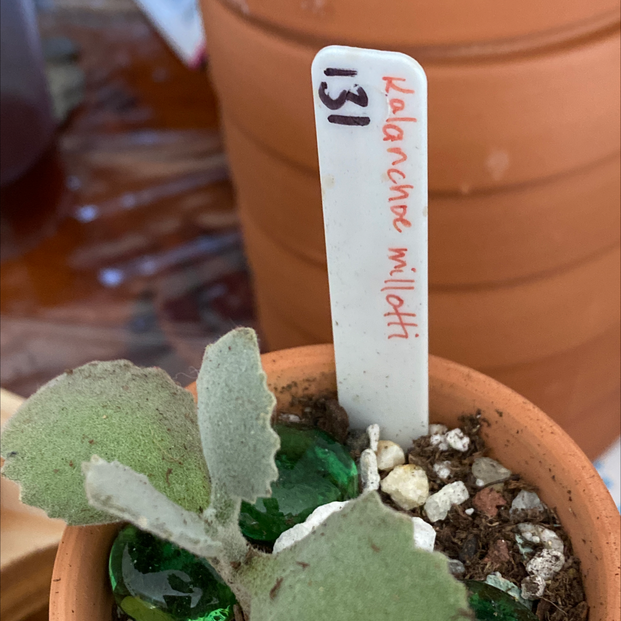Millot Kalanchoe plant in a pot with a label and decorative stones.