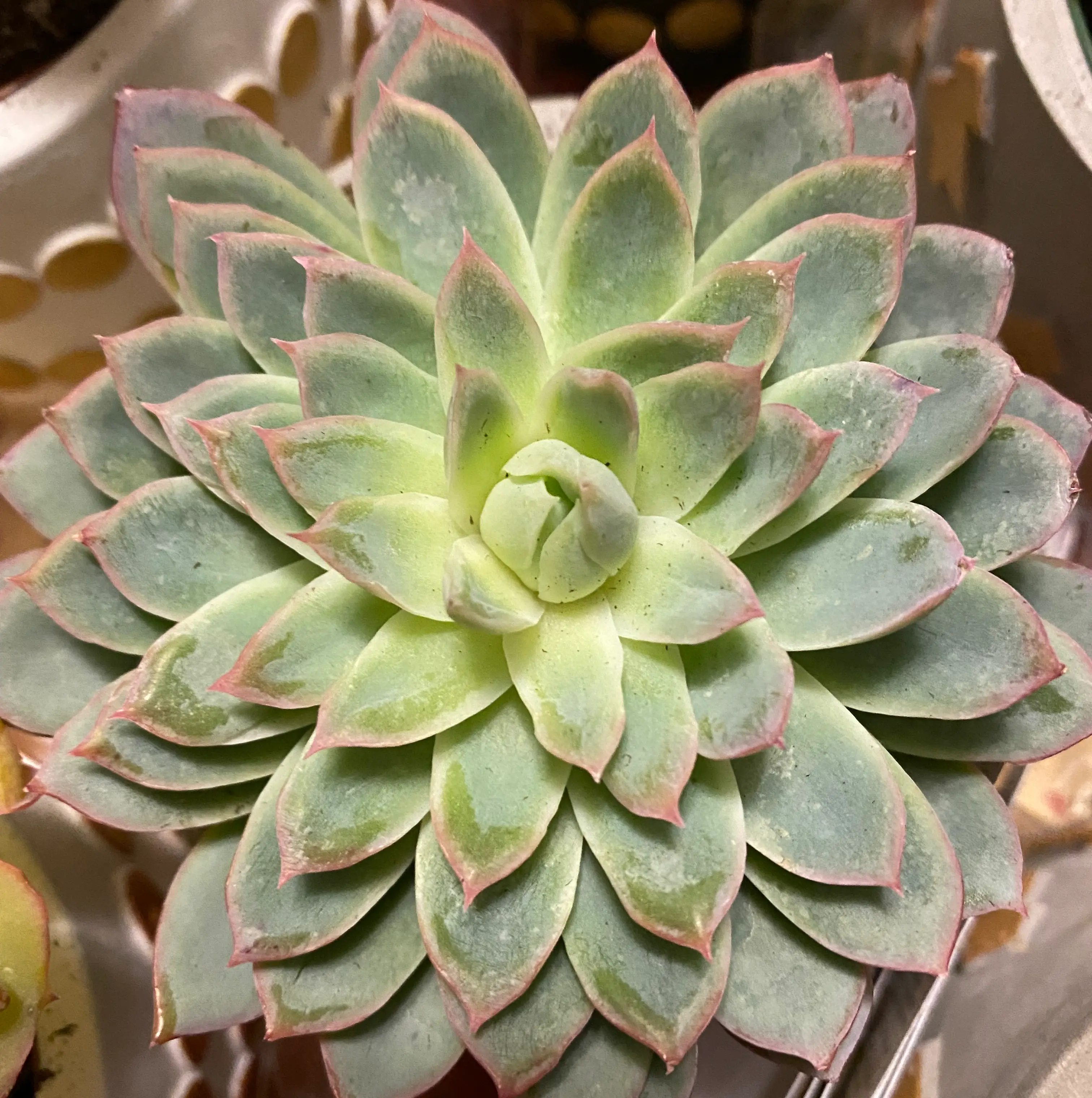 Healthy Violet Queen Hens and Chicks succulent with green and pink-edged leaves.