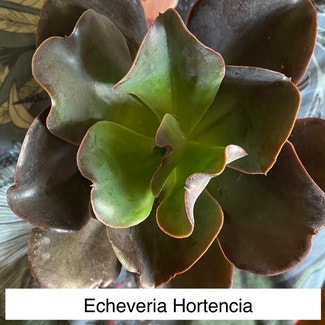 Echeveria gibbiflora plant in Kansas City, Kansas