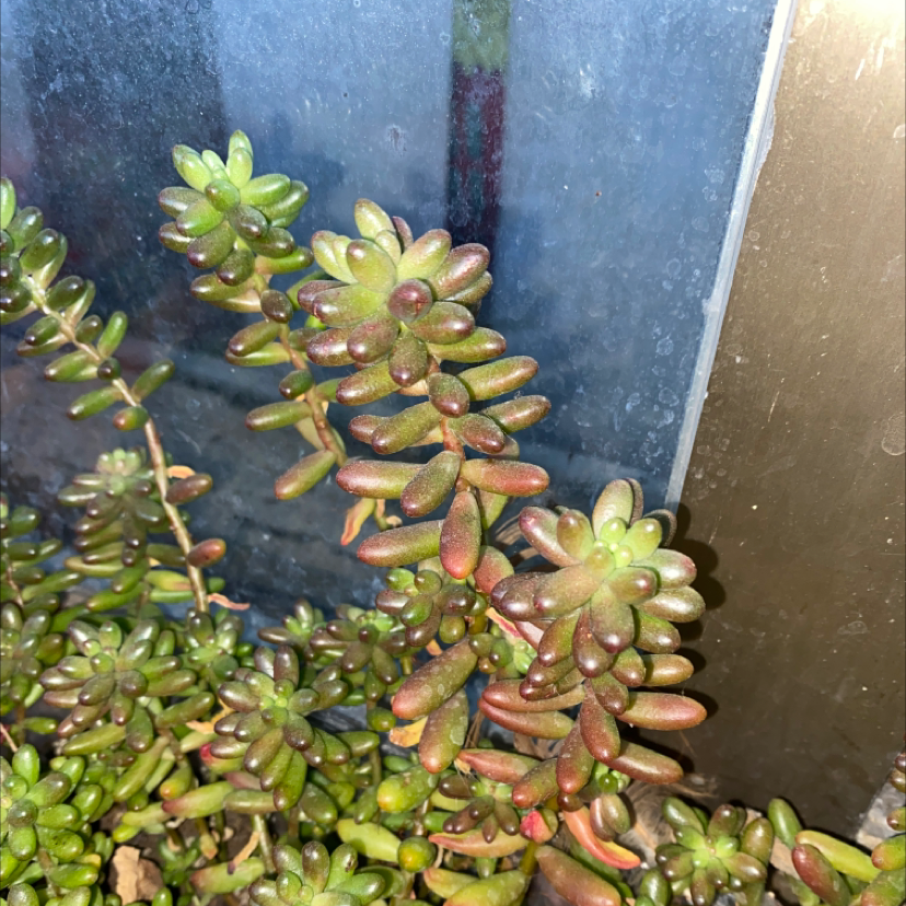 White Stonecrop plant photo by @CozySilkvine named Giorgie on Greg, the plant care app.