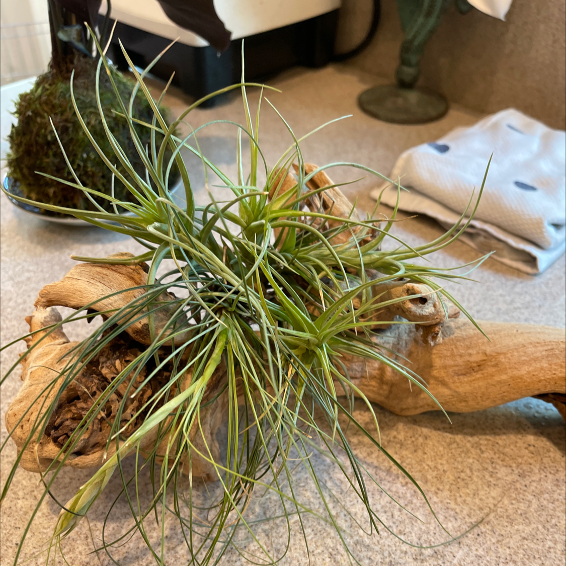 Tillandsia Juncea plant on driftwood with slight yellowing leaves, moss ball, and cloth in background.