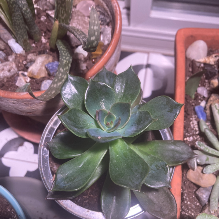 Echeveria 'Dark Moon' succulent in a pot, surrounded by other plants.