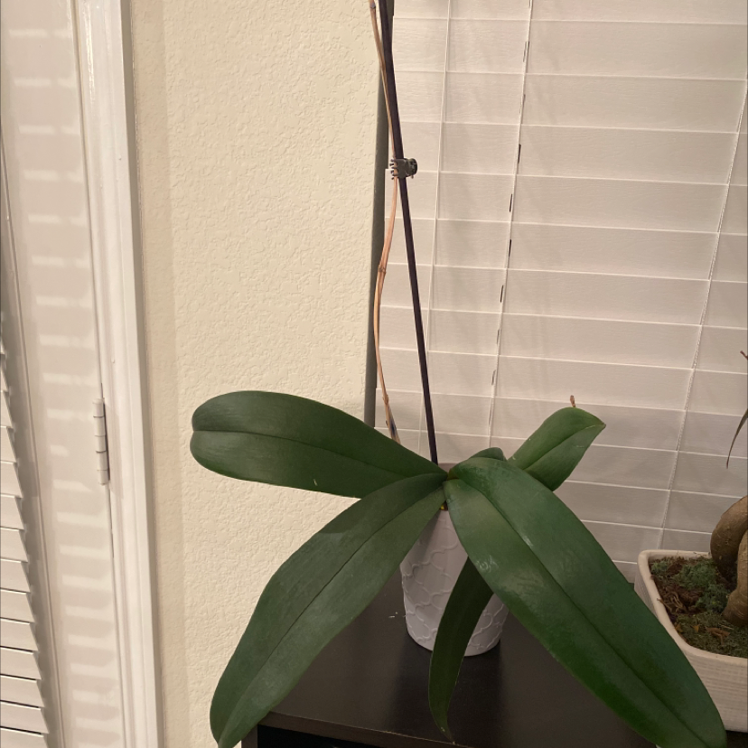 Photo of the plant species Red Helleborine by Kimmy named Maury on Greg, the plant care app