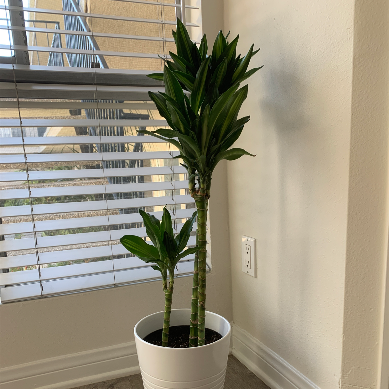 Dracaena Cintho plant in a white pot indoors near a window, appears healthy.