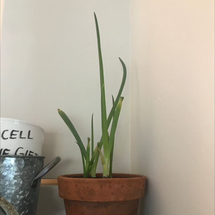 Potted Long Green Onion plant with green shoots in a corner with household items.