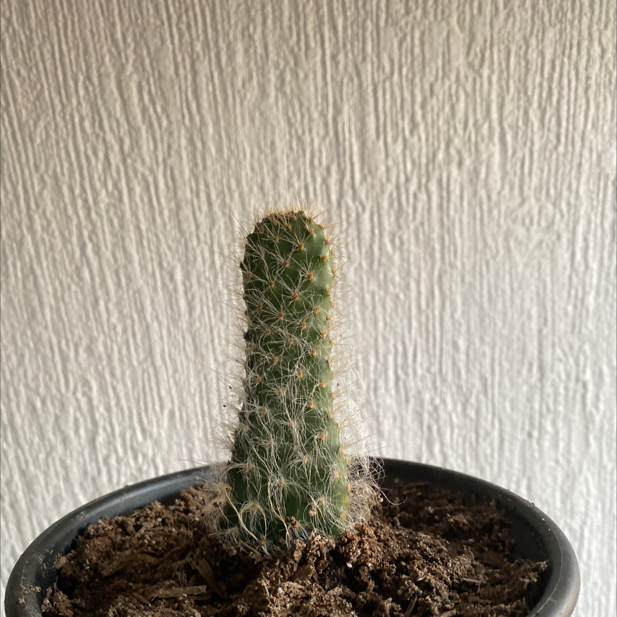 A healthy Snow Prickly Pear cactus in a pot with visible soil.