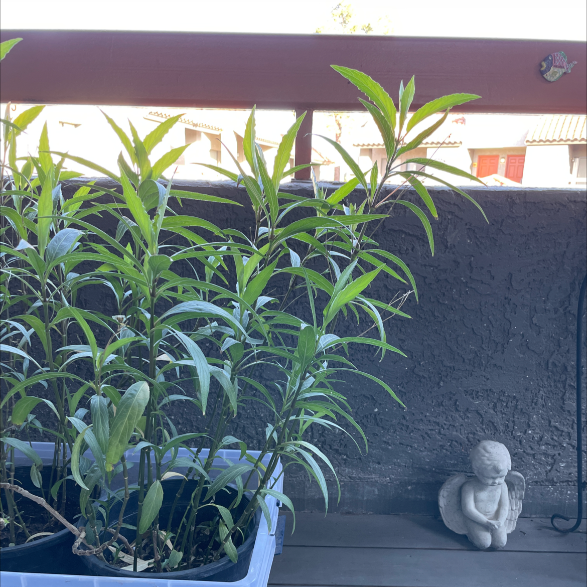 Potted Mexican Bluebell plant with long, narrow green leaves on a balcony.