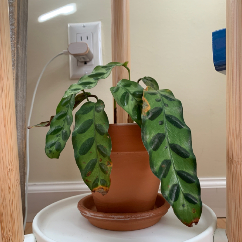 Rattlesnake Plant plant photo by @Purposeplants named Jeremy on Greg, the plant care app.