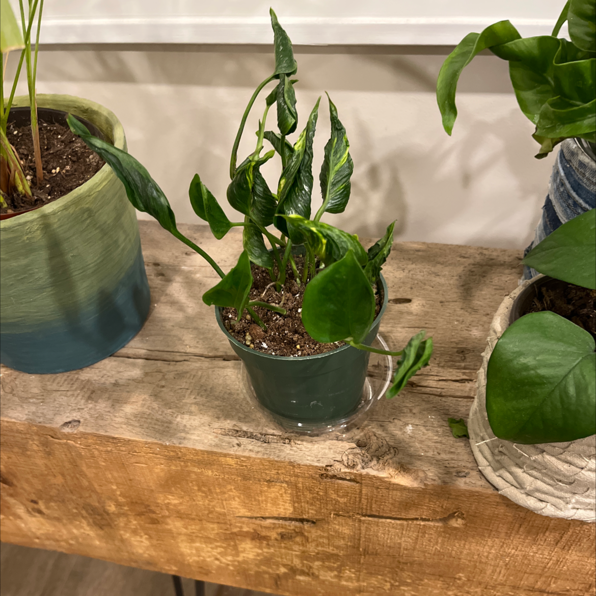 Pothos 'Shangri La' plant with curled leaves showing yellowing and browning, in a small pot on a wooden surface.