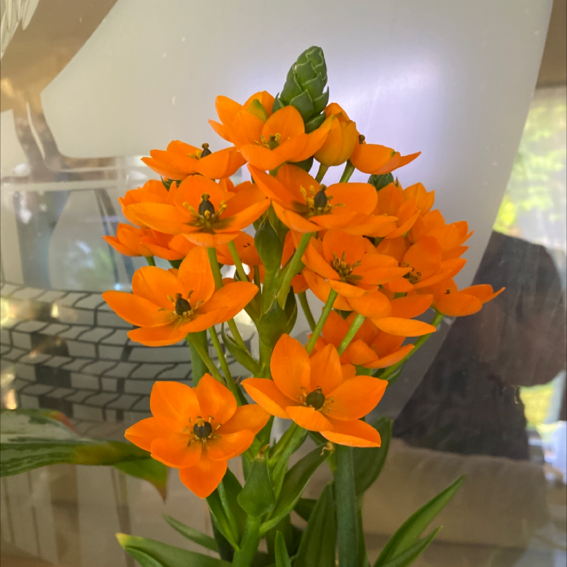 Sun Star plant with vibrant orange flowers, healthy and well-focused.