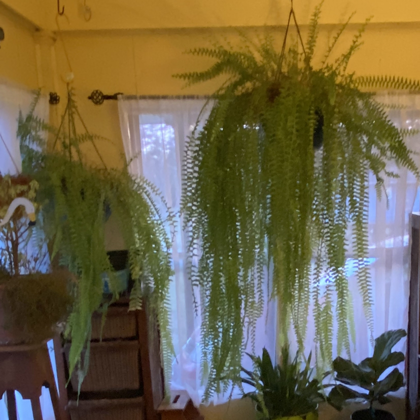 Boston Fern plant photo by @FleurishVA named Fern & Fran on Greg, the plant care app.
