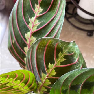 Green Prayer Plant plant in Somewhere on Earth