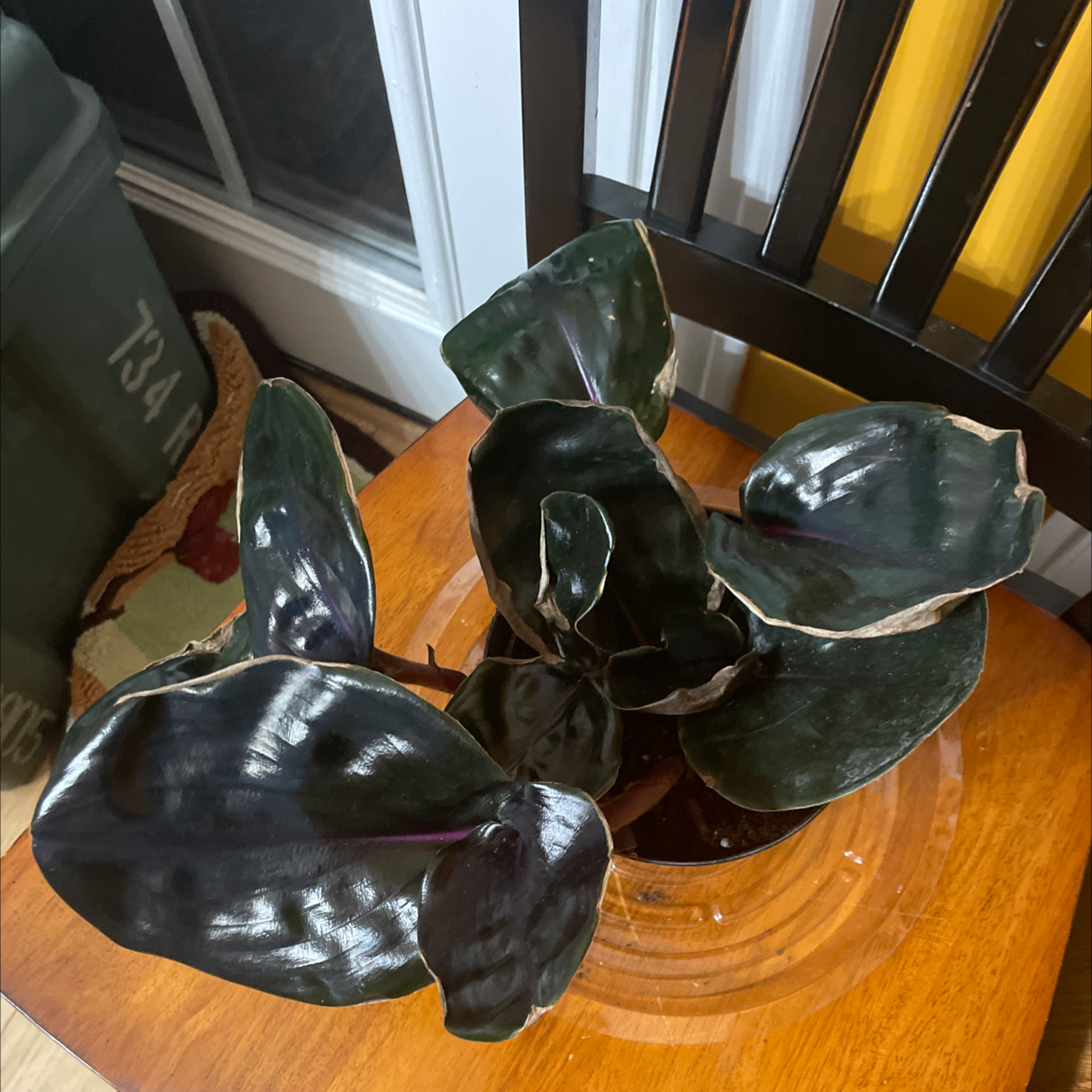 Geogenanthus ciliatus plant with dark, glossy leaves and some browning edges on a wooden surface indoors.