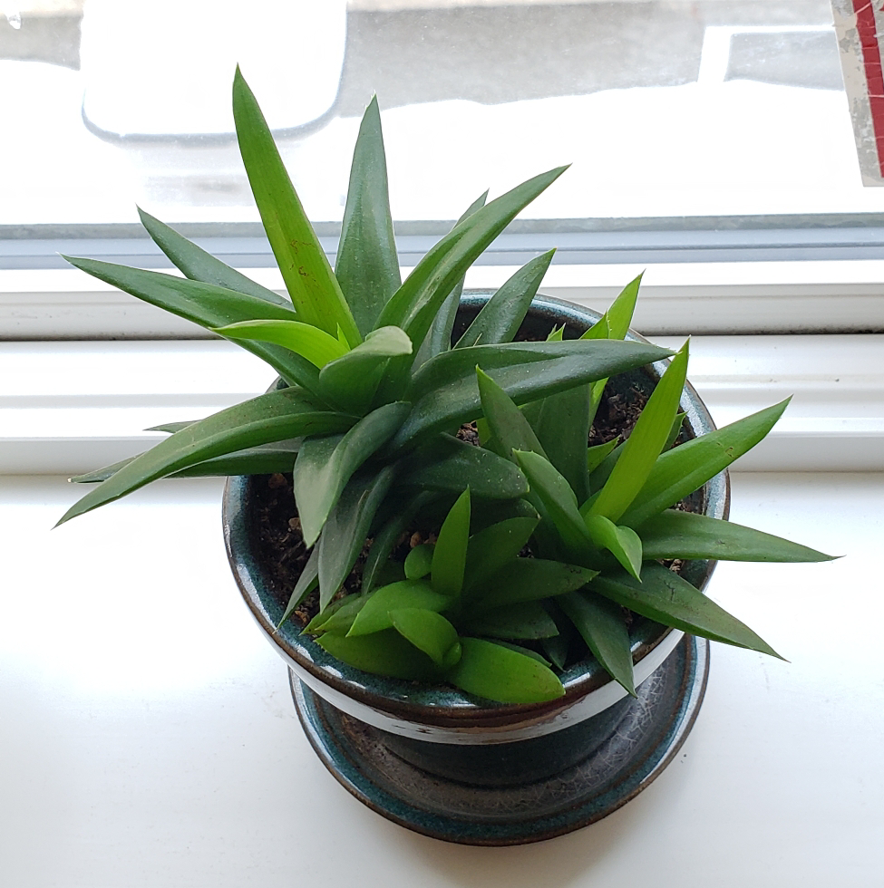 Alworthia 'Black Gem' plant in a pot on a windowsill with vibrant green leaves.